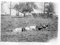 Pigs near the Barn