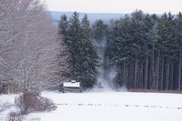 Cutting Spruce Plantation